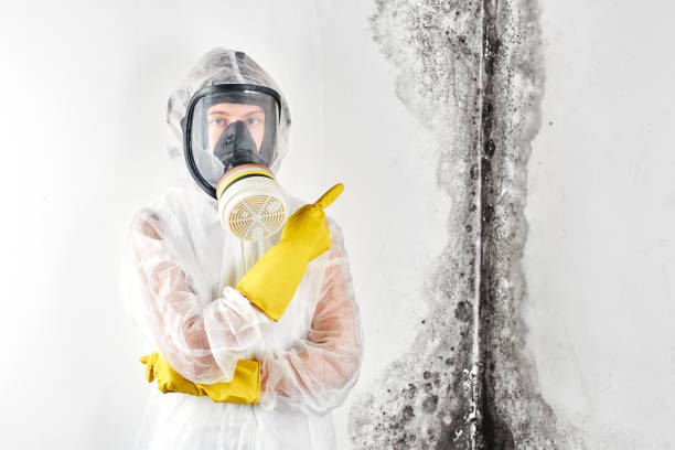 Best Environmental Consulting for Mold Prevention in Wolcott, IN