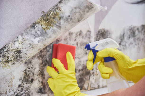 Best Commercial Mold Inspection in Wolcott, IN